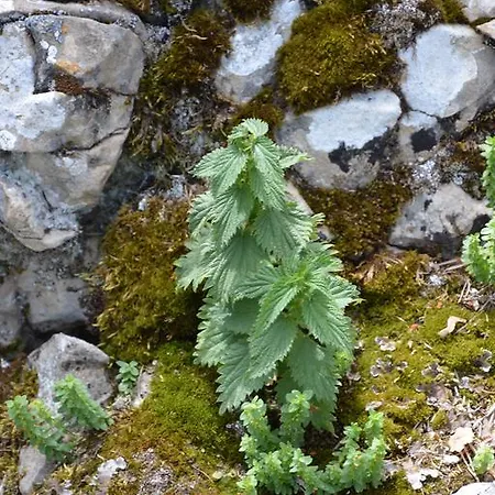 De Montana La Casa Grande