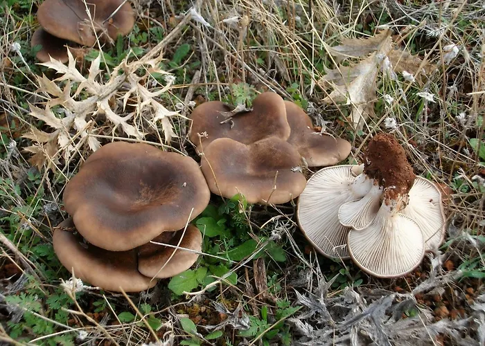 Vendégház De Montana La Casa Grande Nogueruelas